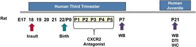 CXCR2 Blockade Mitigates Neural Cell Injury Following Preclinical Chorioamnionitis